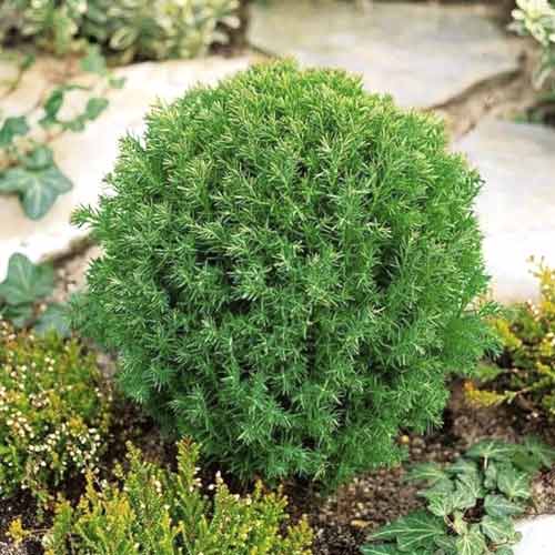 Ameriški klek Teddy, C2 slika 1 članek 7753