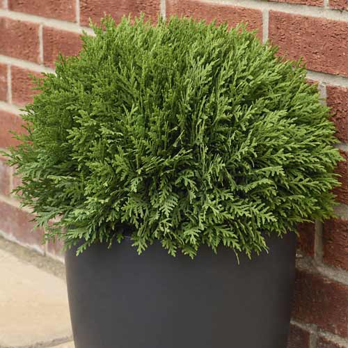 Ameriški klek Tiny Tim, C2 slika 1 članek 7754