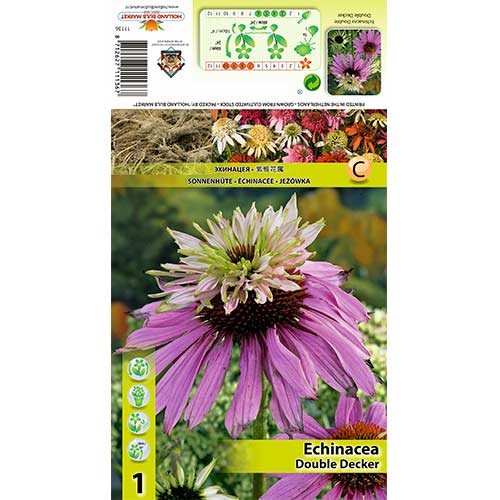 Ameriški slamnik (Echinacea) Double Decker slika 1 članek 70386