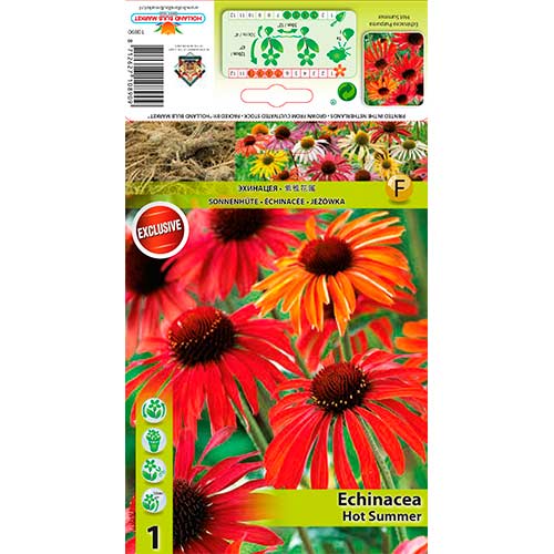 Ameriški slamnik (Echinacea) Hot Summer slika 1 članek 76627