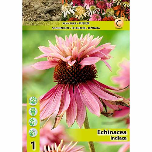 Ameriški slamnik (Echinacea) Indiaca slika 1 članek 70471