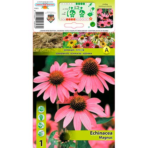 Ameriški slamnik (Echinacea) Magnus slika 1 članek 76625