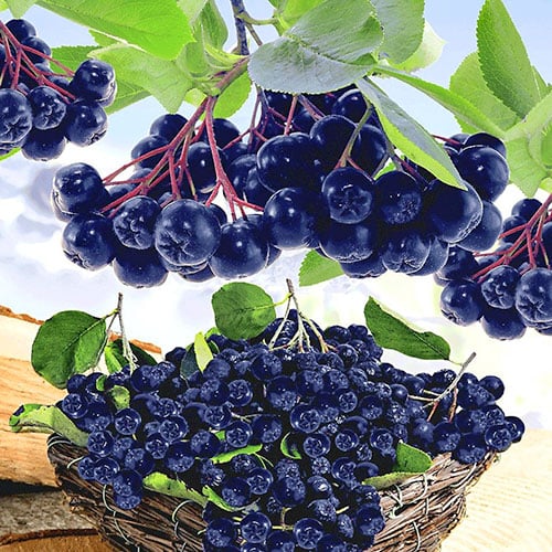 Aronija črna Viking, P9 slika 1 članek 8204