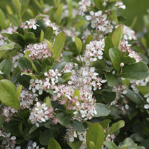 Aronija Revontuli Spreader PBR, С3 slika 1 članek 8504