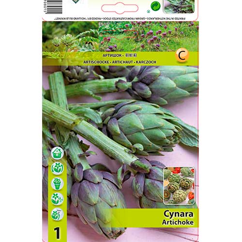 Artičoka (Cynara) slika 1 članek 70502