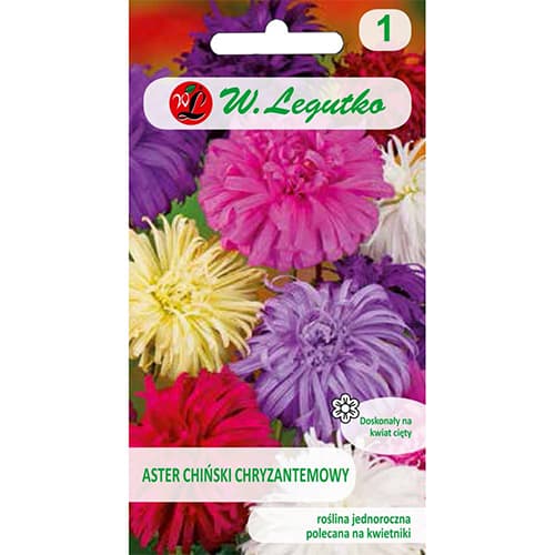 Astra tip krizanteme, večbarvna mešanica slika 1 članek 78511