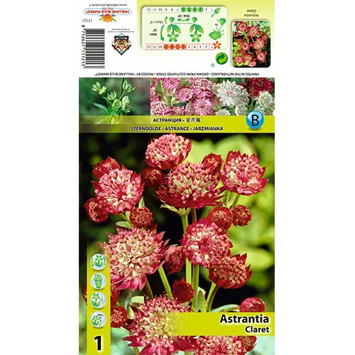 Astrantia Claret slika 1 članek 70349