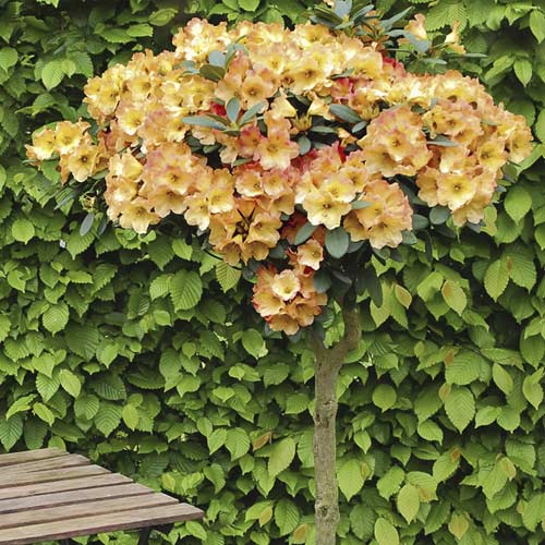 Azalea Goldtopas slika 1 članek 7711