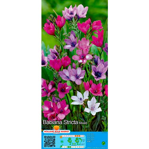 Babiana večbarvna mešanica slika 1 članek 76380