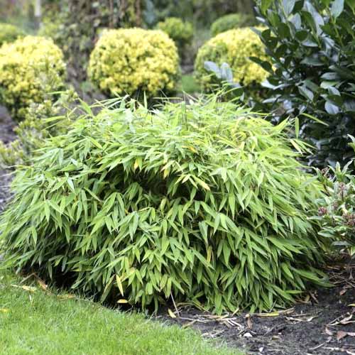 Bambus (Fargesia murieliae) Elias PBR, С5 slika 1 članek 8533