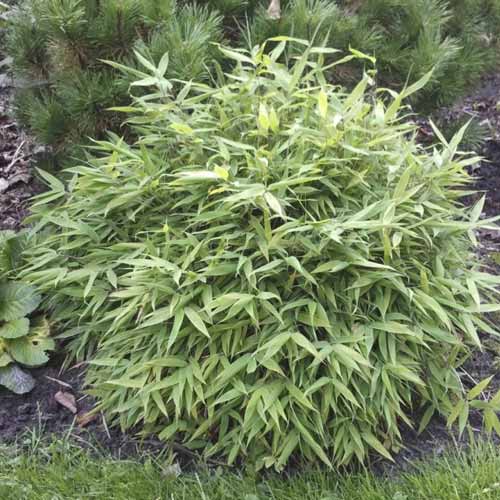 Bambus (Fargesia murieliae) Lolliloops PBR, С5 slika 1 članek 8534