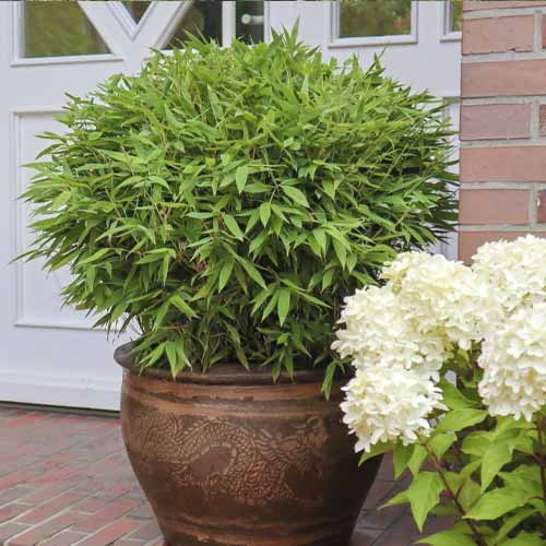 Bambus (Fargesia murieliae) Moontears PBR, С5 slika 1 članek 8535