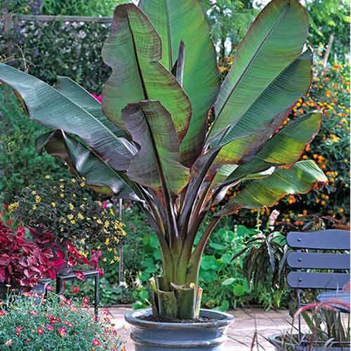 Bananovec Maurelli slika 1 članek 77810