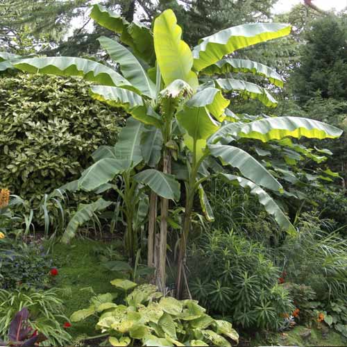 Bananovec (Musa bajo), С7,5 slika 1 članek 8558