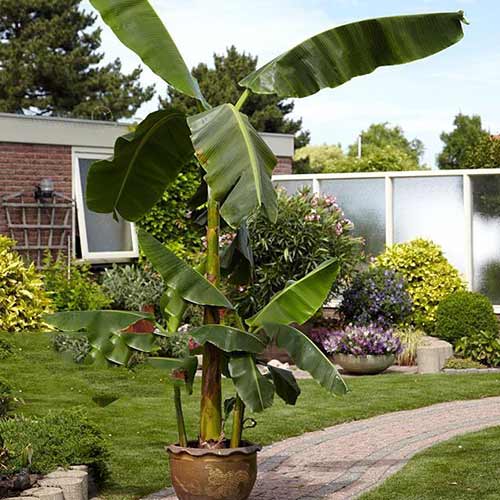 Bananovec Musa basjoo slika 1 članek 76634