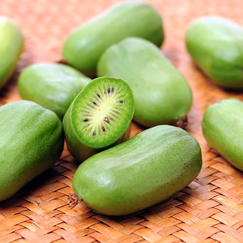 Bavarski kivi (Actinidia Arguta) Issaj, P9 slika 1 članek 9238