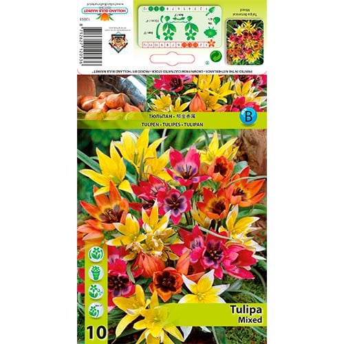Tulipani Botanicals, mešanica slika 1 članek 67873