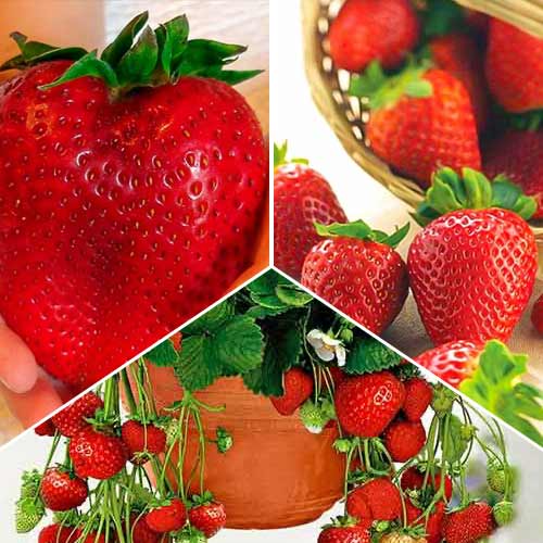 Komplet jagod Rekordni pridelek, 3 vrste slika 1 članek 5417