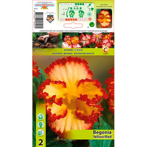 Begonija (Crispa Marginata) Yellow/Red slika 1 članek 76184