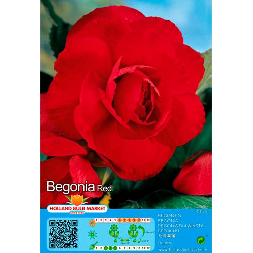 Begonija Double Red slika 1 članek 70461