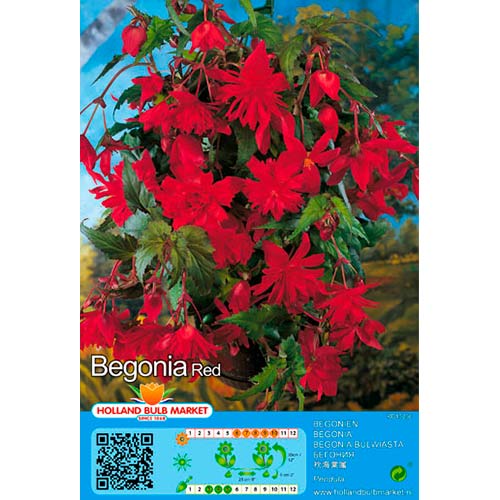 Begonija Pendula Red slika 1 članek 76392