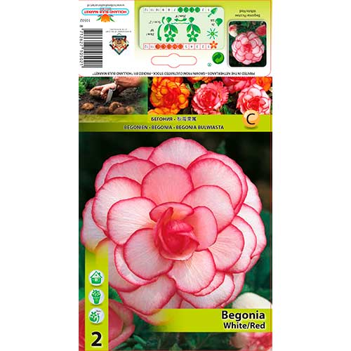 Begonija Picotee White/Red slika 1 članek 70356