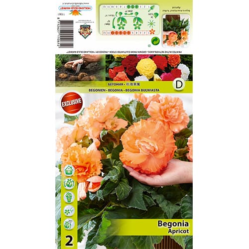 Begonija Ruffled Apricot slika 1 članek 70358