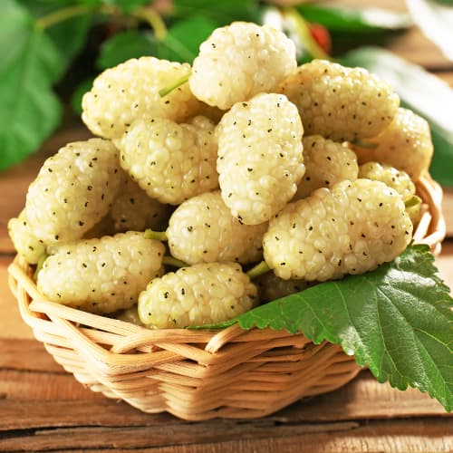 Bela murva, P9 slika 1 članek 5858