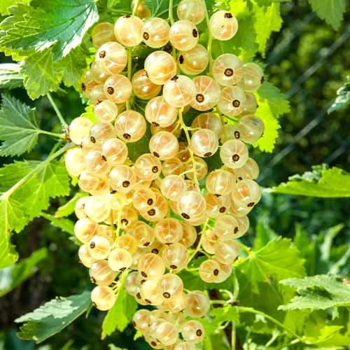 Beli ribez Wersalska, Р9 slika 1 članek 7562