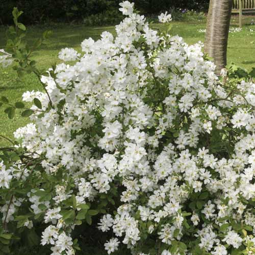 Belika (Exochorda) The Bride, С2 slika 1 članek 8532