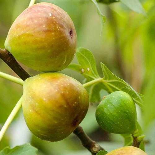 Figa Gentile Bianco, С2 slika 1 članek 5184