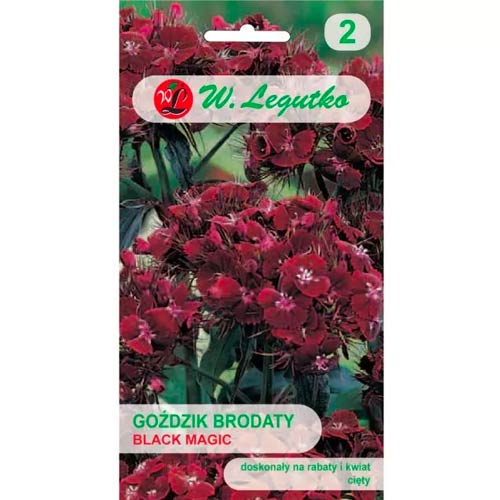 Black Magic bradati nagelj slika 1 članek 69590