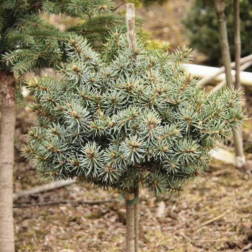 Bor Blue Ball, C4 slika 1 članek 8250