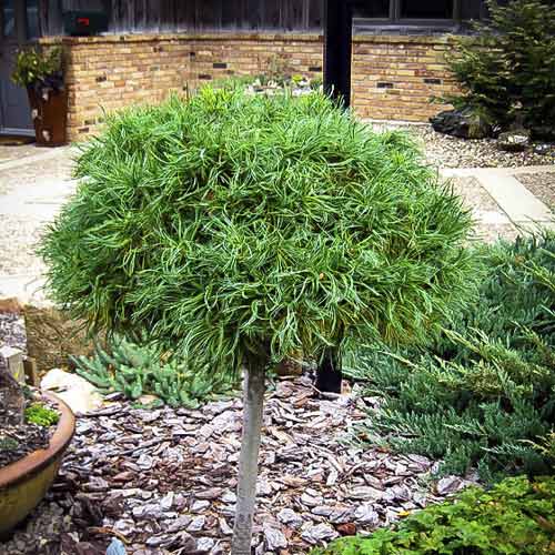 Bor Green Twist, C4 slika 1 članek 8257