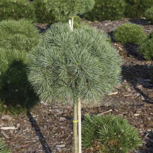 Bor Greg, C5 slika 1 članek 8258