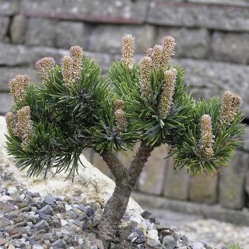 Bor Jacobsen, C4 slika 1 članek 8251