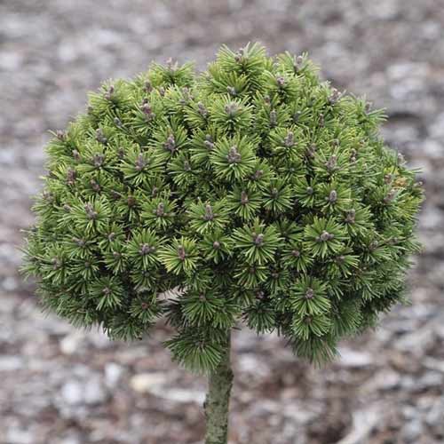 Bor Minikin, C5 slika 1 članek 8252