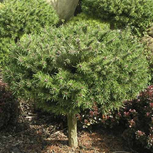 Bor Paradekissen, C4 slika 1 članek 8253