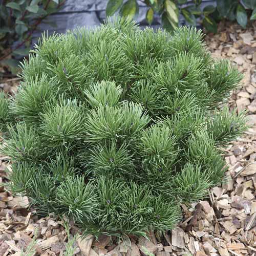 Bor Pumillio, C2 slika 1 članek 7748