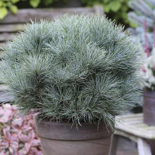 Bor Sea Urchin, C4 slika 1 članek 8259