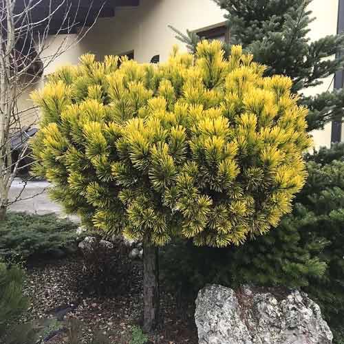 Bor Wintergold, C4 slika 1 članek 8254