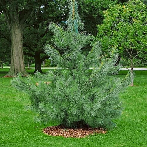 Bor, sadike, Р9 slika 1 članek 9409