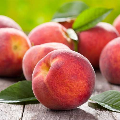 Breskev Fair Time slika 1 članek 4867