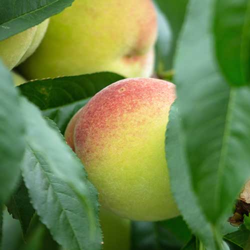 Breskev Green Khaterina slika 1 članek 4294