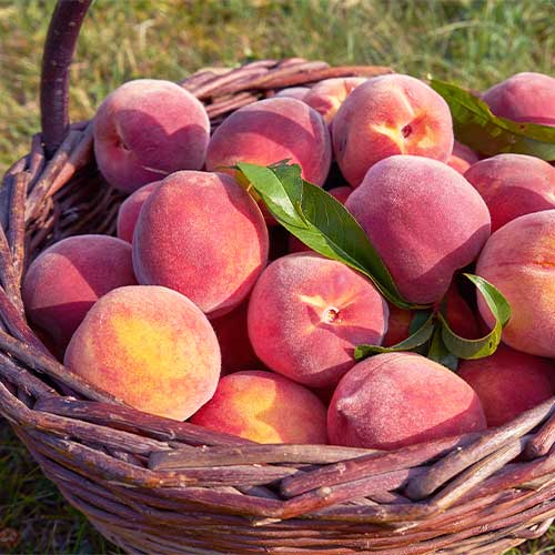 Breskev Kingpart, С2 slika 1 članek 7991