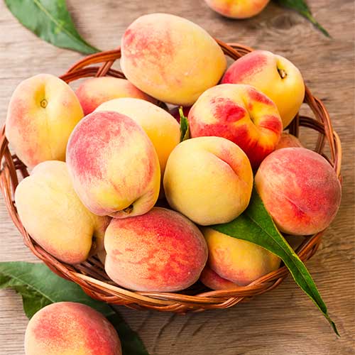 Breskev Lolita, C2 slika 1 članek 9677