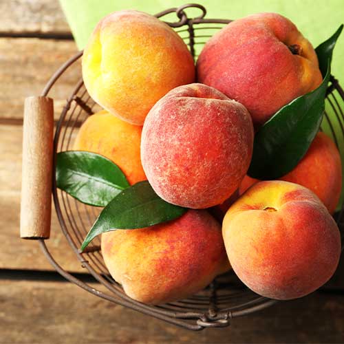 Breskev Maria Bianca slika 1 članek 4297