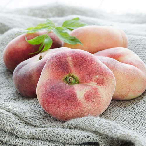 Breskev Saturn slika 1 članek 5672