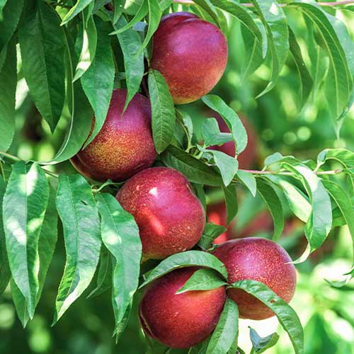 Breskev (stebričasta) King Part slika 1 članek 2018