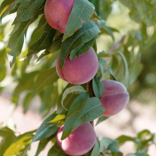 Breskev (stebričasta) Lolita slika 1 članek 2019